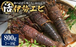 【ふるさと納税】活伊勢海老（イセエビ） 0.8kg  刺身 えび 贈答 ギフト＜野母崎三和漁業協同組合 活魚流通センター＞ [LEL002]