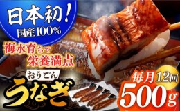 【ふるさと納税】＜全12回定期便＞【日本初！海水で養殖】長崎県産おうごん うなぎ 計6.0kg（約500g×12回） 平戸市 / 松永水産 [KAB143]