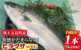 【ふるさと納税】【コリコリ食感がたまらない！】 新上五島町産 養殖 ヒラマサ （ヒラス） 1本【カミティバリュー】 [RBP005]