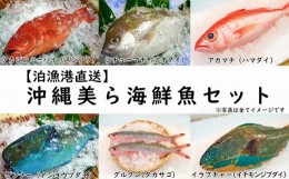 【ふるさと納税】【泊漁港直送】 沖縄美ら海鮮魚セット