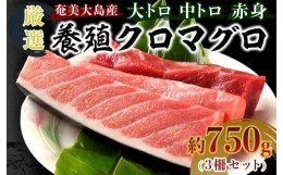 【ふるさと納税】奄美大島産養殖クロマグロ（3柵セット）【マグロ まぐろ 黒マグロ クロマグロ 養殖マグロ 冷凍マグロ マグロ刺身 マグロ