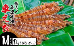 【ふるさと納税】活き〆急速冷凍車えび【Mサイズ】　1Kg（500g×2パック） お刺身 塩焼き 天ぷら フライ 急速冷凍 エビ 鮮度 おせち 養殖