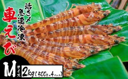 【ふるさと納税】活き〆急速冷凍車えび【Mサイズ】　2Kg（500g×4パック） お刺身 塩焼き 天ぷら フライ 急速冷凍 エビ 鮮度 おせち 養殖