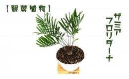 【ふるさと納税】【観葉植物】ザミアフロリダーナ