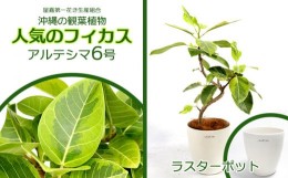 【ふるさと納税】★沖縄の観葉植物 人気のフィカス アルテシマ6号 ラスターポット