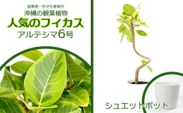 【ふるさと納税】★沖縄の観葉植物 人気のフィカス アルテシマ6号 シュエット鉢ポット