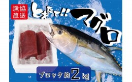 【ふるさと納税】獲れたて新鮮マグロ　(ブロック２kg以上)