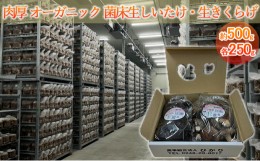 【ふるさと納税】オーガニック 菌床生しいたけ・生きくらげ 約500g（各250g） [?5734-0106]