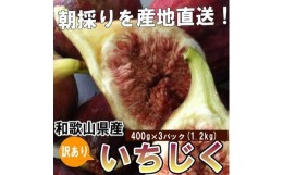 【ふるさと納税】和歌山産 【訳あり】 いちじく  (サイズ不揃い、傷あり) 1.2kg(400g×3パック)