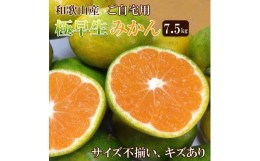 【ふるさと納税】和歌山産 【極早生】みかん 7 . 5kg 【訳あり】【サイズ不揃い・キズ等あり】