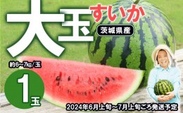 【ふるさと納税】茨城県産大玉すいか1玉（約6〜7kg）【2024年6月上旬〜7月上旬ごろ発送予定】【 スイカ 西瓜 果物 くだもの フルーツ 国