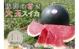 【ふるさと納税】【高知県 大月町産】抜群の甘さ！ねばねばファームのスイカ