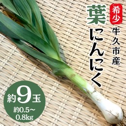 【ふるさと納税】牛久市産 【 希少 】 葉 にんにく （約 9玉、 約 0.5 〜 0.8kg ） 葉 ニンニク 大蒜 めずらしい 野菜 スタミナ 美容 中