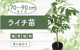 【ふるさと納税】【観葉植物】ライチ苗70cm〜90cm(前園植物園/035-1492) フルーツ 果物 苗木 国産【配送不可地域：北海道・沖縄県・離島