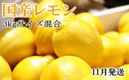 【ふるさと納税】【手選別・産直】紀の川産の安心国産レモン約3kg＊11月発送＊