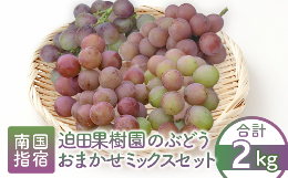 【ふるさと納税】【2024年8月上旬〜発送】迫田果樹園のぶどう 指宿産ぶどうのおまかせミックスセット約2.0kg(迫田果樹園/016-1342) ブド