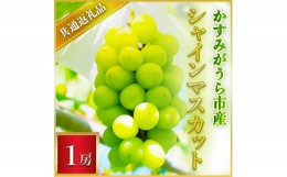 【ふるさと納税】＜2024年7月より順次発送予定＞シャインマスカット　1房(県内共通返礼品:かすみがうら市産)【1400961】