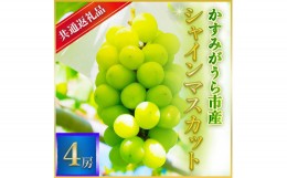 【ふるさと納税】＜2024年7月より順次発送予定＞シャインマスカット　4房(県内共通返礼品:かすみがうら市産)【1401738】