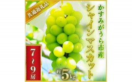 【ふるさと納税】2024年7月より順次発送予定シャインマスカット約5キロ7〜9房(県内共通返礼品:かすみがうら市産)【1401744】