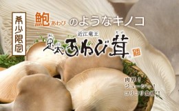 【ふるさと納税】あわび茸 生 500g 希少 足太あわび茸 きのこ キノコ 国産 食材 健康 滋賀県 竜王町 送料無料 贈り物 ギフト 産地直送