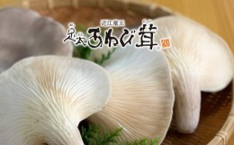 【ふるさと納税】あわび茸 生 250g 希少 足太あわび茸 きのこ キノコ 国産 食材 健康 滋賀県 竜王町 送料無料 贈り物 ギフト 産地直送