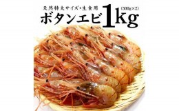 【ふるさと納税】超特大ボタンエビ1kg　お刺身OK！獲れたて急速冷凍