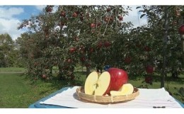 【ふるさと納税】【012-04】信州産りんごおまかせ5キロ（りんご・リンゴ・林檎）