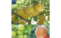 【ふるさと納税】【定期便】鳥取県産　梨食べ比べＣ　３回コース【高島屋選定品】