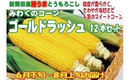 【ふるさと納税】朝採れ新鮮！ とうもろこし 12本【 新潟県 新発田市 とうもろこし セット 先行予約 朝採れ 12本 スイートコーン ゴール