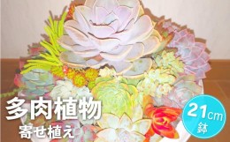 【ふるさと納税】可愛い多肉植物 寄せ植え 21cm鉢