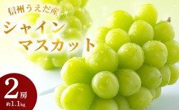 【ふるさと納税】特産 シャインマスカット JA信州うえだ 大房 2房 約1.1kg マスカット 葡萄 ぶどう ブドウ 果物 くだもの フルーツ 信州 