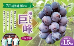 【ふるさと納税】7月の巨峰屋さん 種なし巨峰 4房入り 1.5kg 松川果樹園【7月上旬〜8月上旬発送予定】