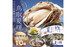 【ふるさと納税】1307 天然岩牡蠣(活)夏輝 350g-450g前後(特大サイズ) 10個セット(いまる)