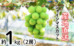 【ふるさと納税】＜令和6年夏発送・数量限定＞【神話の国しまね】池田ぶどう農園 産地直送 シャインマスカット 2房 約1？ 【島根県 雲南