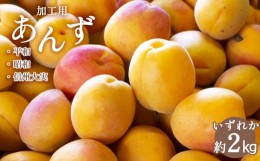 【ふるさと納税】加工用 あんず （平和・昭和・信州大実）おまかせ 約2kg 