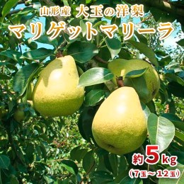 【ふるさと納税】大玉の洋梨 マリゲットマリーラ 秀品 約5kg(7玉〜12玉) 【令和6年産先行予約】FU23-005