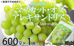 【ふるさと納税】ぶどう 2024年 先行予約 マスカット ・オブ・アレキサンドリア 約600g×1房 6月下旬〜7月下旬発送 ブドウ 葡萄  岡山県