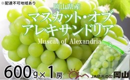 【ふるさと納税】ぶどう 2024年 先行予約 マスカット ・オブ・アレキサンドリア 約600g×1房 6月下旬〜7月下旬発送分 ブドウ 葡萄  岡山