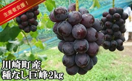 【ふるさと納税】 先行予約 【 生産者支援 】井手上 農園 直送 「 種なし 巨峰 」２kg　箱詰め（川崎町産） フルーツ 巨峰 種なし ぶどう