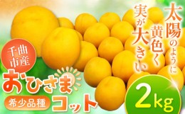 【ふるさと納税】生食用 あんず おひさまコット ２kg | フルーツ 果物 くだもの 果汁 生食 杏 あんず 生あんず おひさま ハーコット セッ