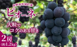 【ふるさと納税】ピオーネ 約1.2kg 2房 長野 坂城町産 ぶどう K＆Y農園 ブドウ フルーツ 果物【 果物類 】