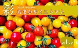 【ふるさと納税】おたのしみ ミニトマト 1kg サザキ農園 | | 野菜 やさい トマト とまと ミニトマト 熊本県 玉名市 生産量 日本一 玉名市