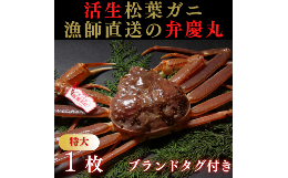 【ふるさと納税】1243  松葉ガニ活生「特大1枚」ブランドタグ付き(弁慶丸)【到着日指定不可】