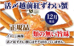 【ふるさと納税】活〆越前 紅ずわいがに × 1杯 旨味満載！！【浜茹で 紅ズワイガニ 紅ずわい蟹 かに カニ 蟹 姿 ボイル 冷蔵 福井県】【