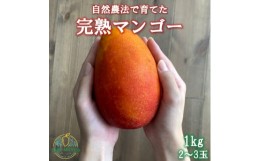 【ふるさと納税】田場農園の栽培期間中農薬不使用マンゴー1kg(2〜3玉)【1406103】