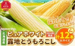 【ふるさと納税】【先行予約】北海道産ピュアホワイト・露地とうもろこし　計12本 2024年8月下旬から発送開始予定_00113