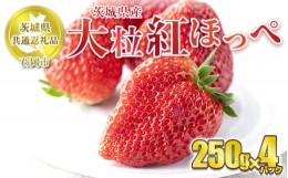 【ふるさと納税】【先行予約】紅ほっぺ 大粒 250g×4パック 【茨城県共通返礼品　石岡市産】 合計約1kg　※2025年1月上旬〜3月下旬頃に順