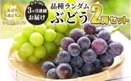 【ふるさと納税】【定期便】ぶどう品種ランダム2房セット 3ヶ月連続お届け（8月、9月、10月） 【茨城県共通返礼品　かすみがうら市産】 