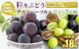 【ふるさと納税】粒々ぶどう 合計18粒 各6粒 ナガノパープルとぶどう2品種【茨城県共通返礼品 かすみがうら市】セット 3種類 食べ比べ ナ