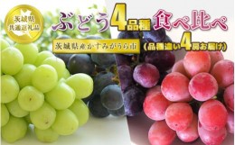 【ふるさと納税】ぶどう4品種 食べ比べ【茨城県共通返礼品 かすみがうら市】4房 4種 セット ぶどう ブドウ 葡萄 果物 フルーツ お取り寄